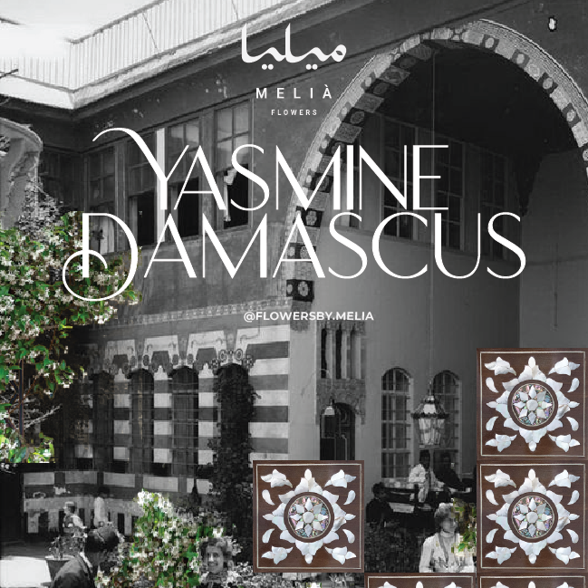 Yasmine Damascus