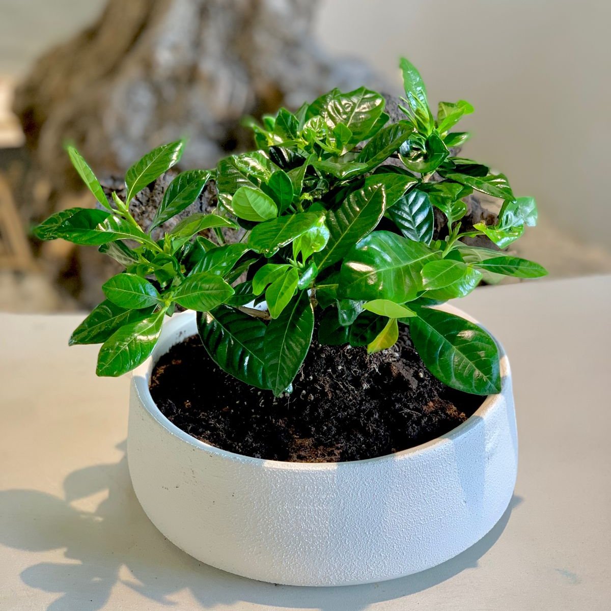 Gardenia plant Large