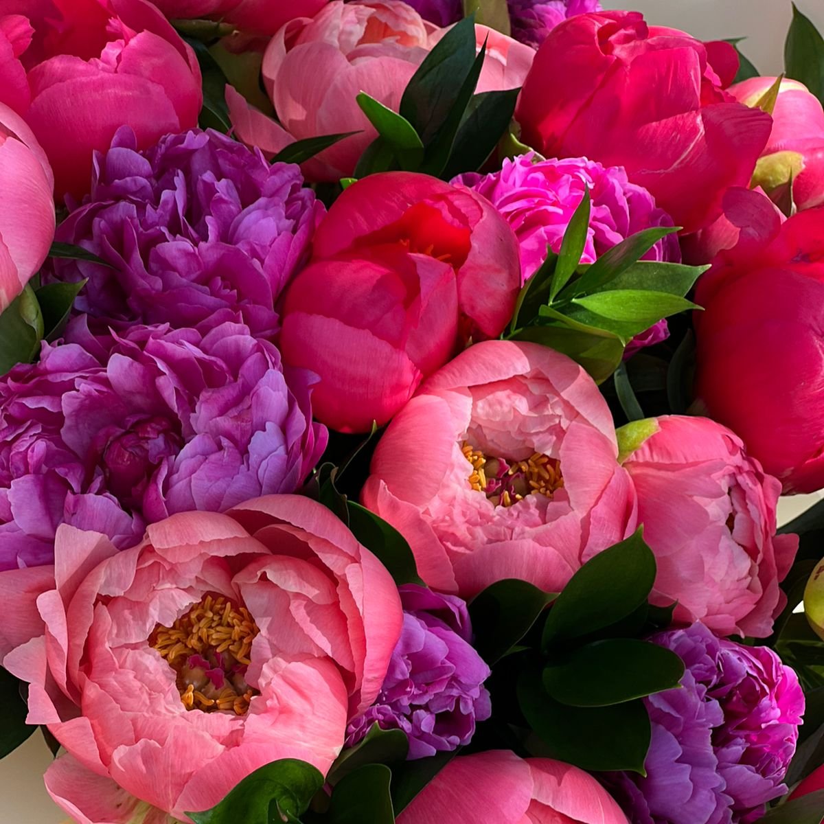 Field of Peonies