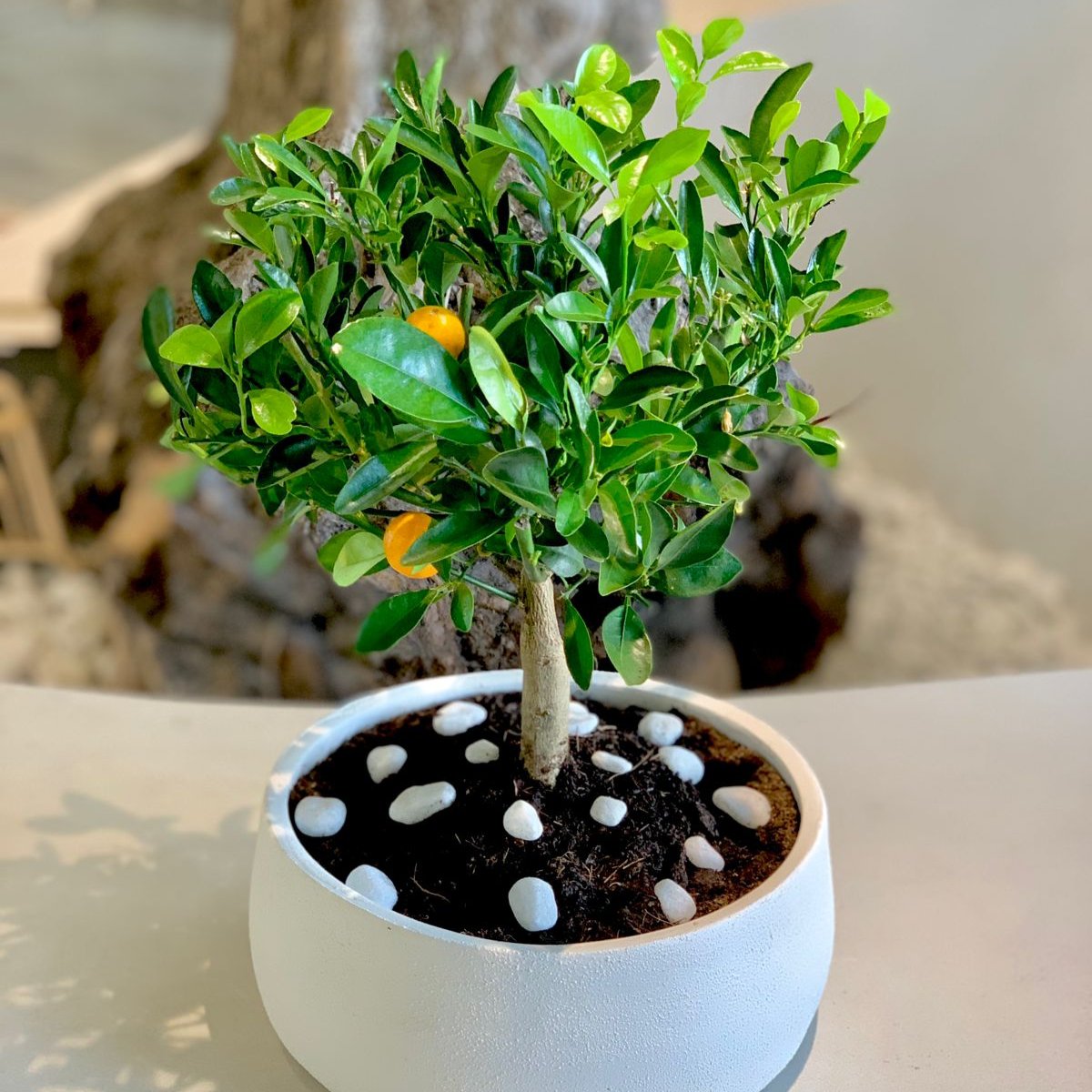 Jaffa plant