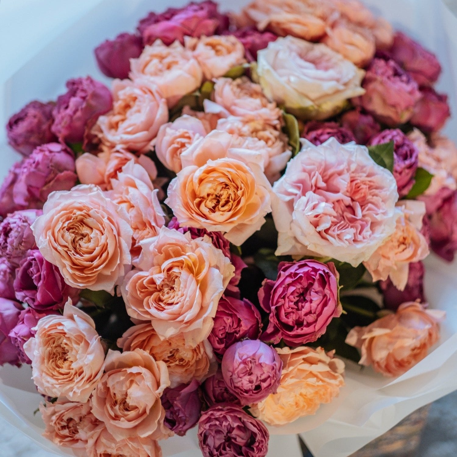 Rose Isphahan