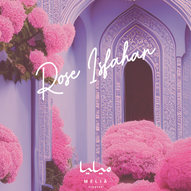 Rose Isphahan